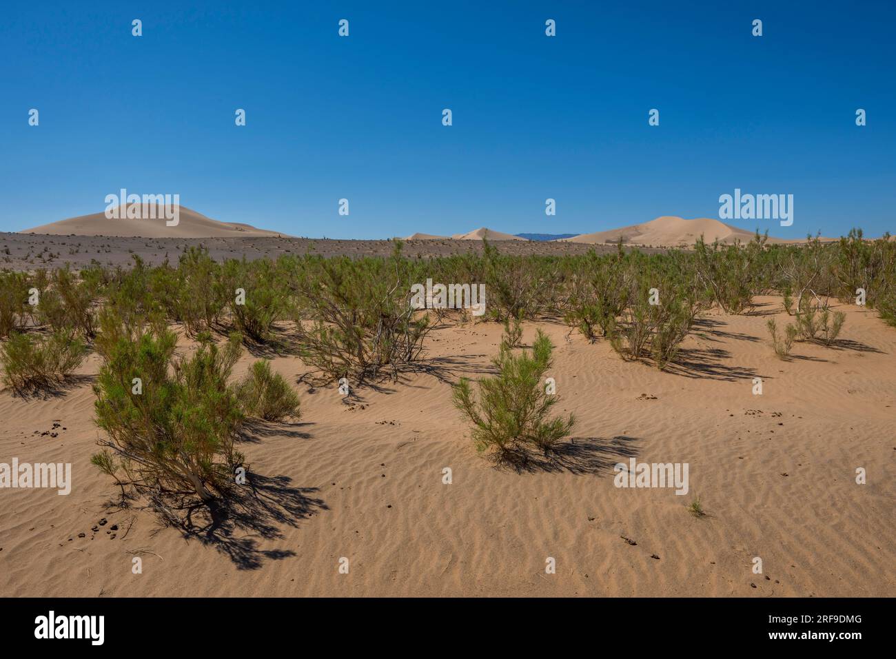 Der sächsische Wald mit den Hongoryn Els Sanddünen im Hintergrund, die Wüste Gobi in der südlichen Mongolei. Stockfoto