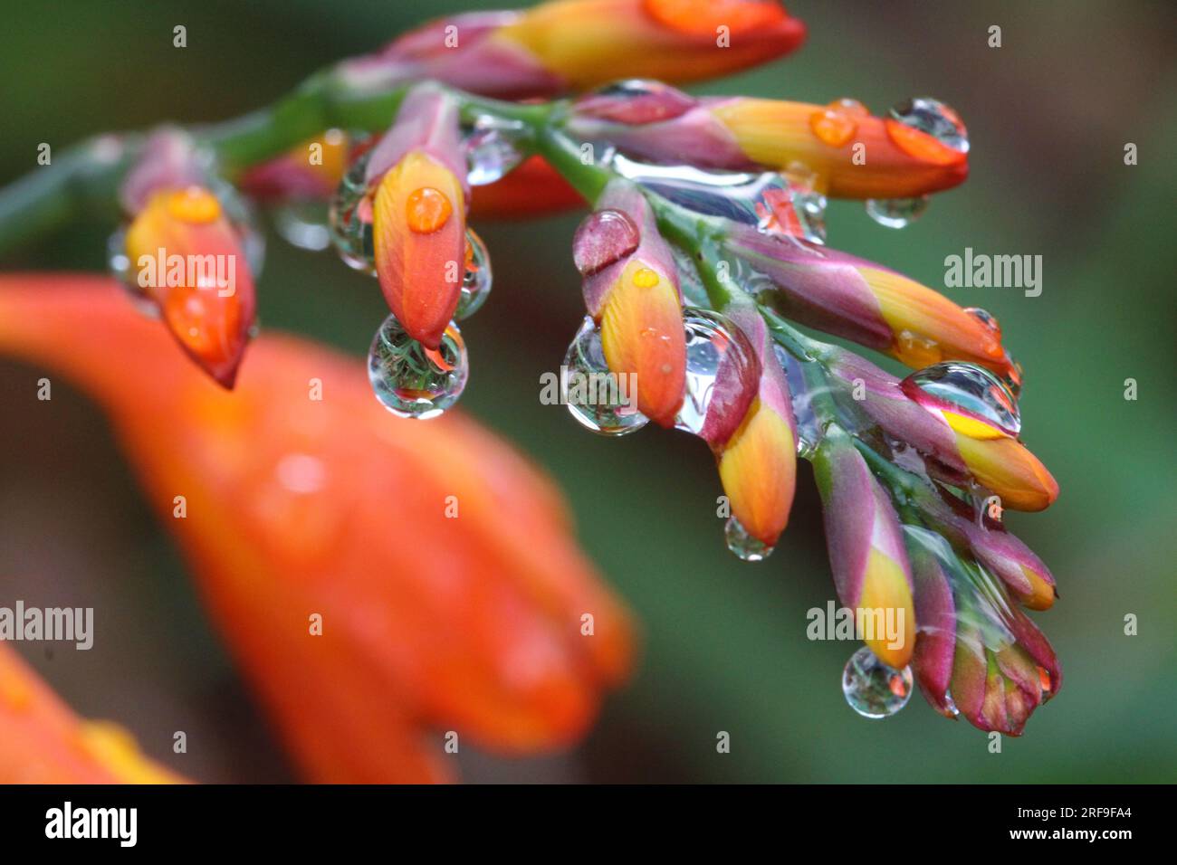 In Powys, Mid Wales, regnet es auf Montbretia-Knospen in einem Garten Stockfoto