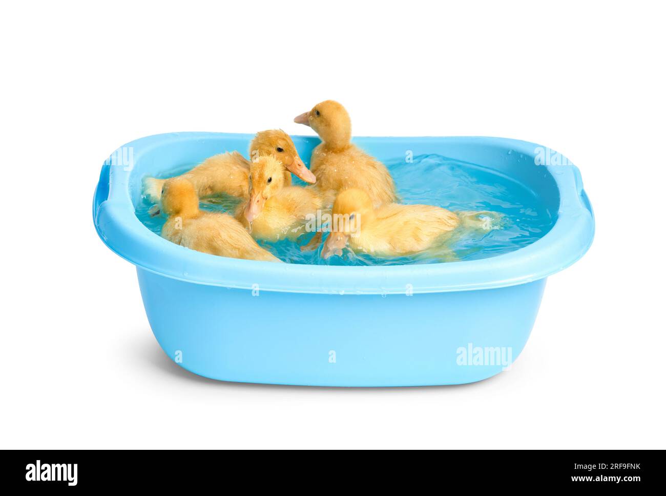 Süße, lustige kleine Entenküken schwimmen in einem kleinen blauen Becken auf weißem Hintergrund. Entenküken baden. Stockfoto