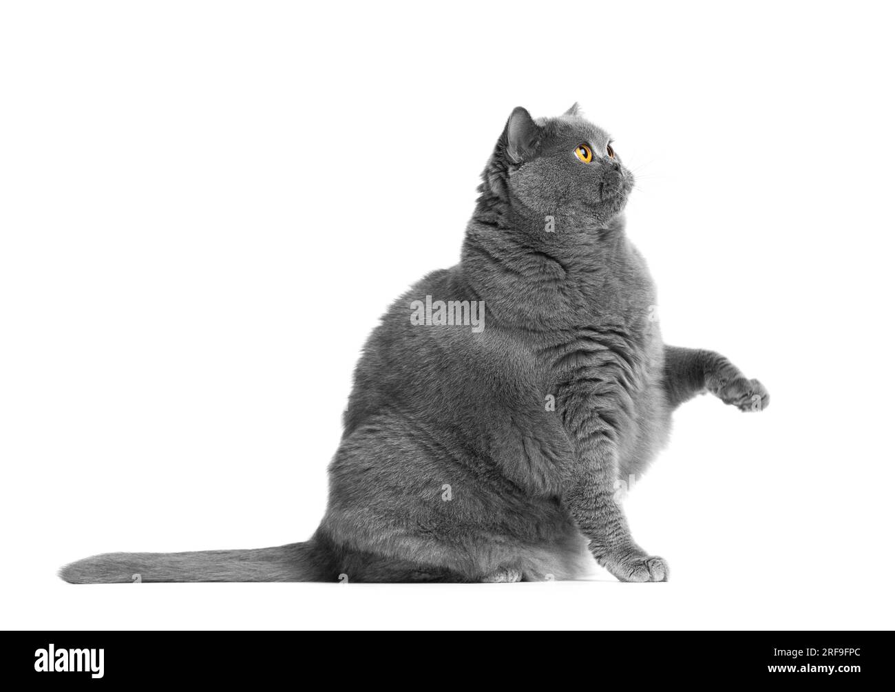 Eine fette britische Katze sitzt auf weißem Hintergrund und erhebt ihre Pfote lustig, bettelt um Essen oder etwas Süßes. Katzenübergewicht, Haustierfutter-Werbung. Stockfoto