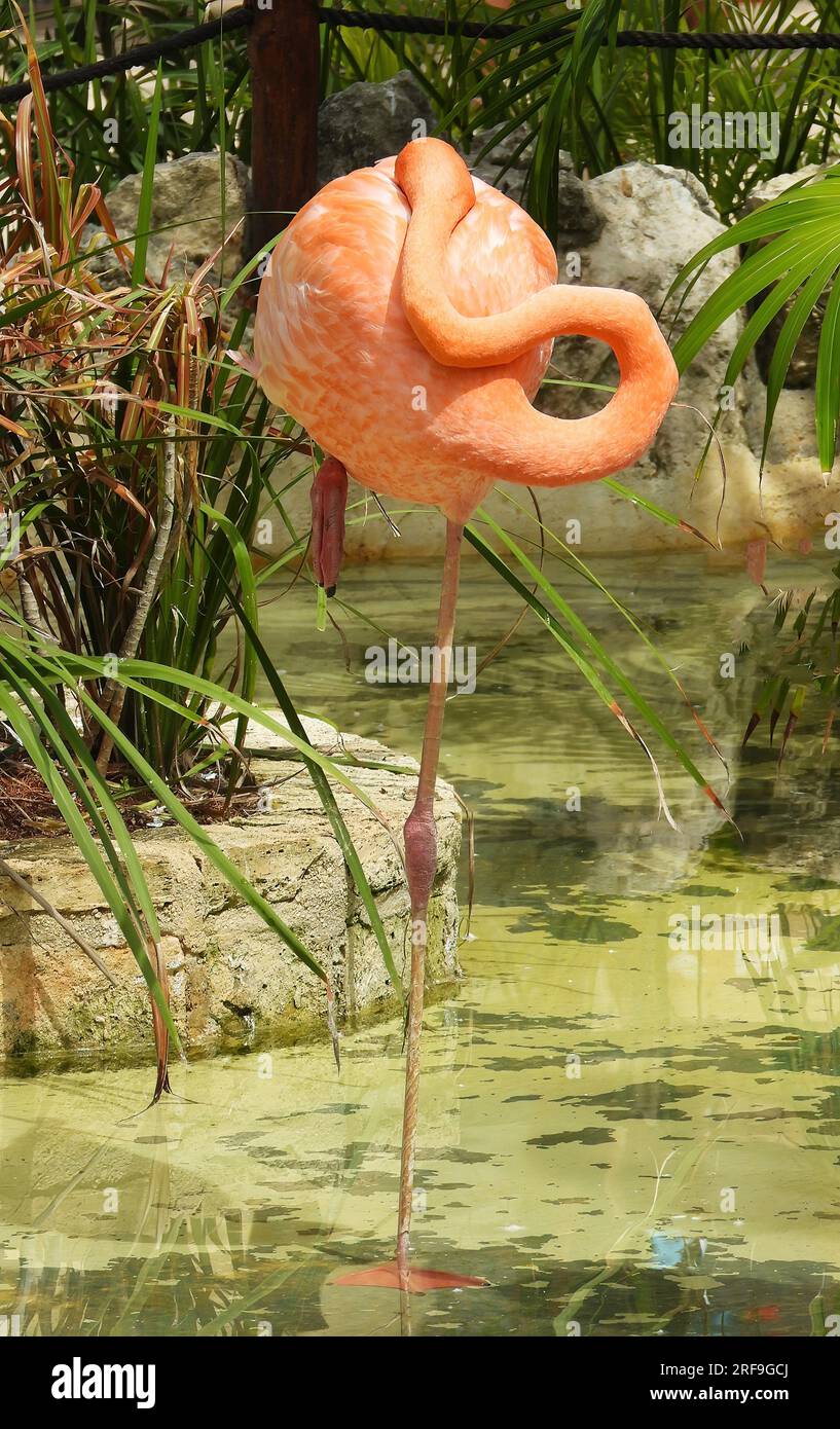 Flamingo Stockfoto