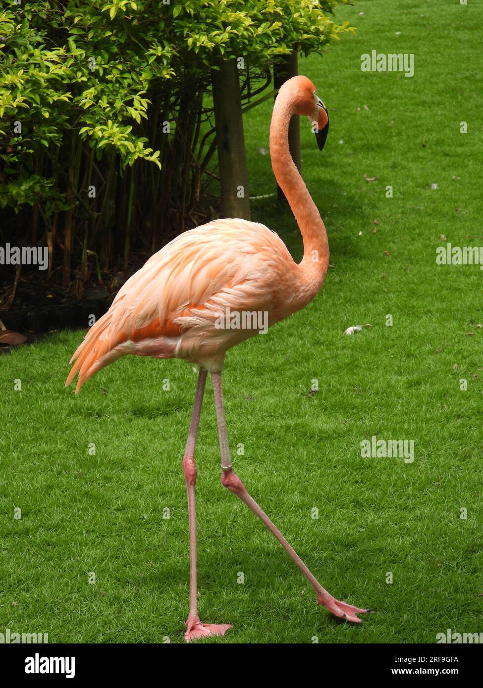 Flamingo Stockfoto