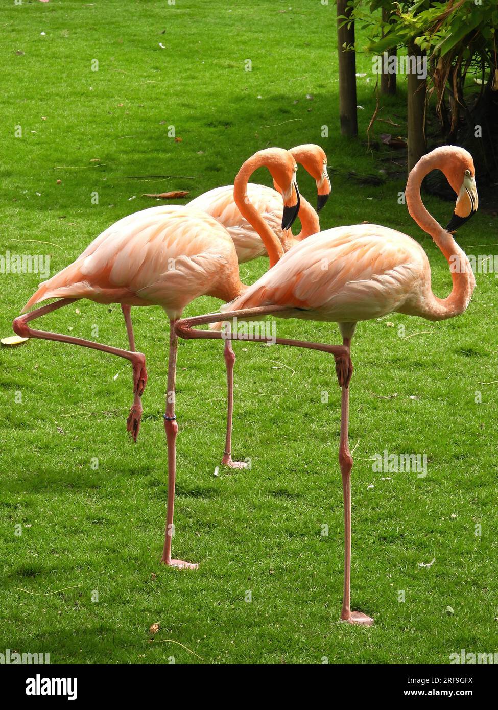 Flamingo Stockfoto