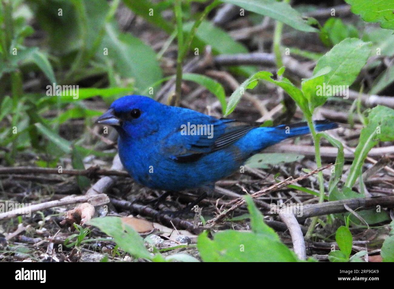 Indigo Bunting Stockfoto