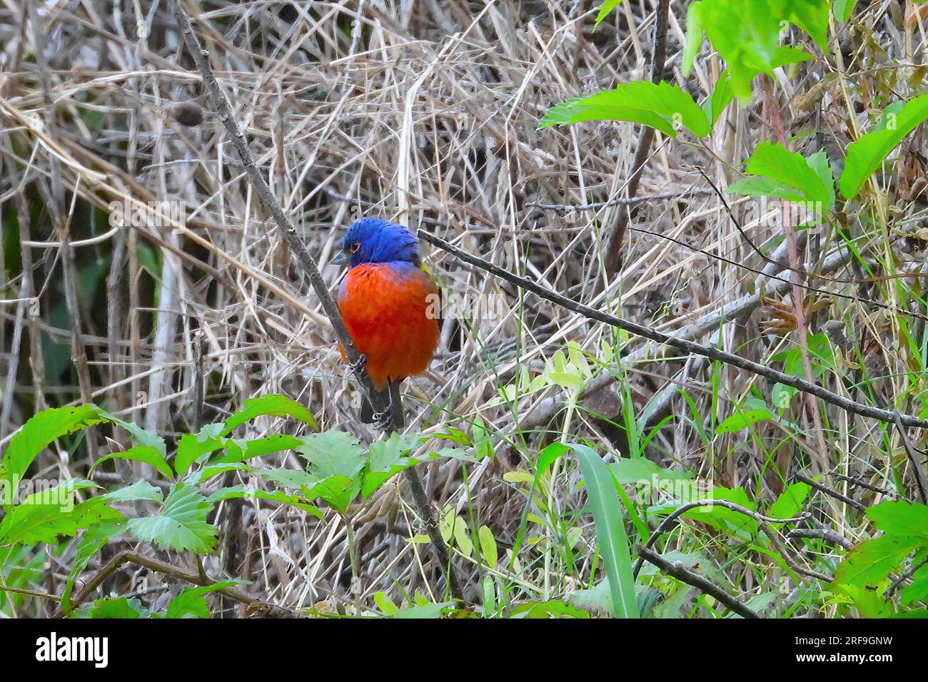 Painted Bunting Stockfoto