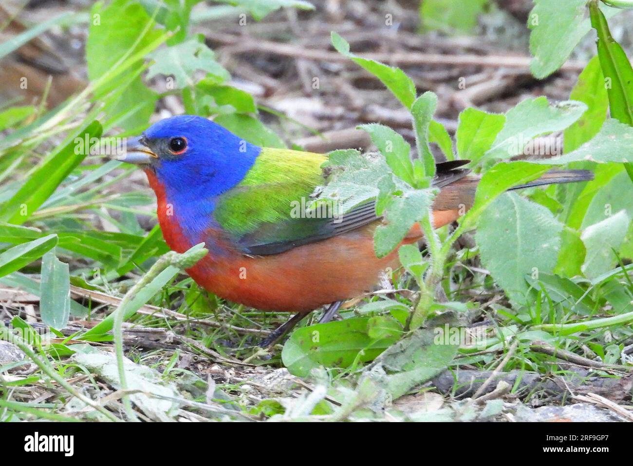Painted Bunting Stockfoto