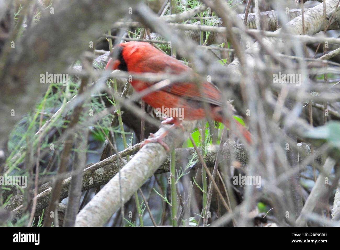 Northern cardinal (männlich) Stockfoto