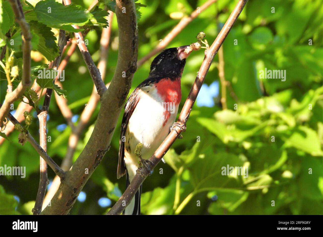 Rose – Breasted Kernbeißer Stockfoto