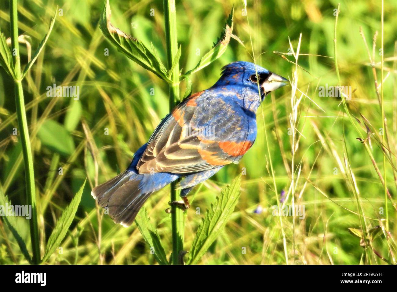 Blaue Kernbeißer Stockfoto