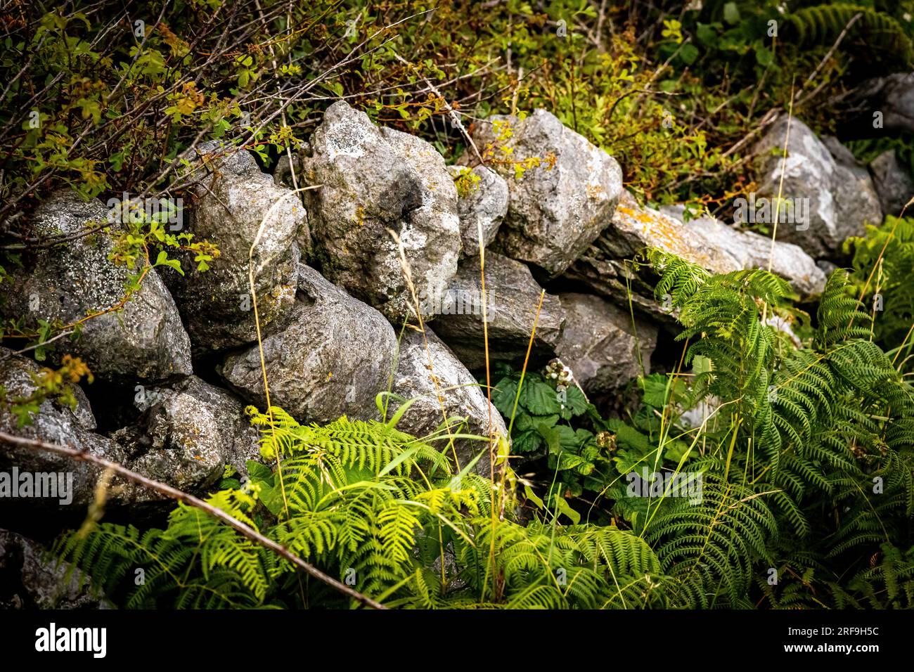 Traditionelle irische Steinmauern keltische Kulturbauten Landschaft Stockfoto