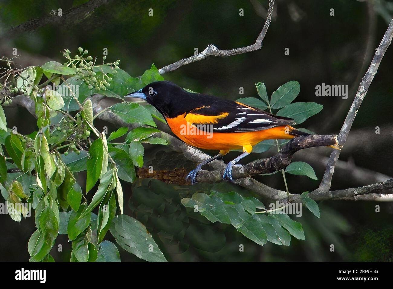 Baltimore Oriole Stockfoto