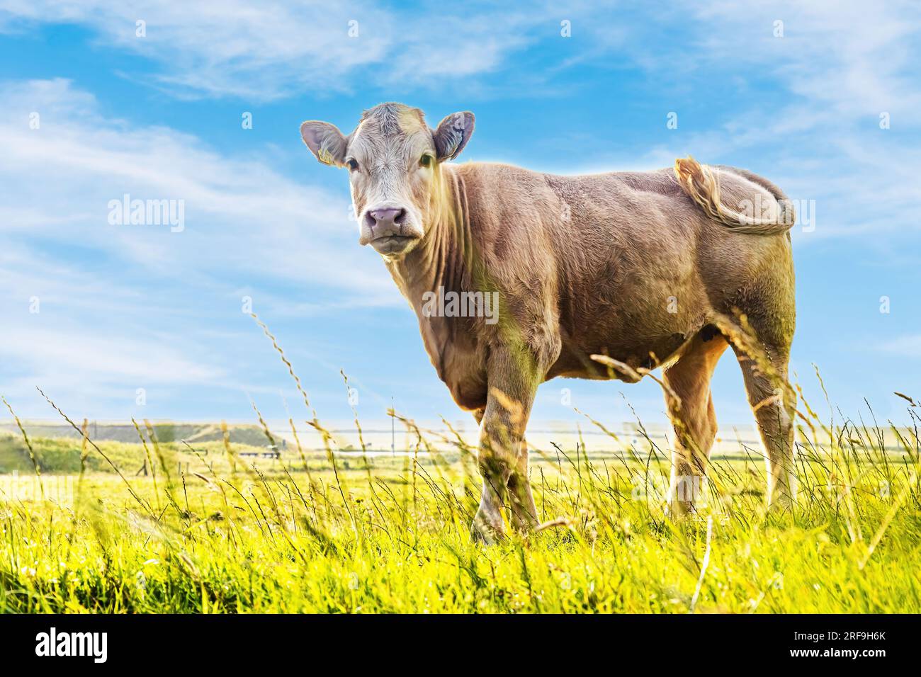 Hausrinder auf grünem Feld blauer Himmel Tag traditionelle Landwirtschaft im Freien Stockfoto