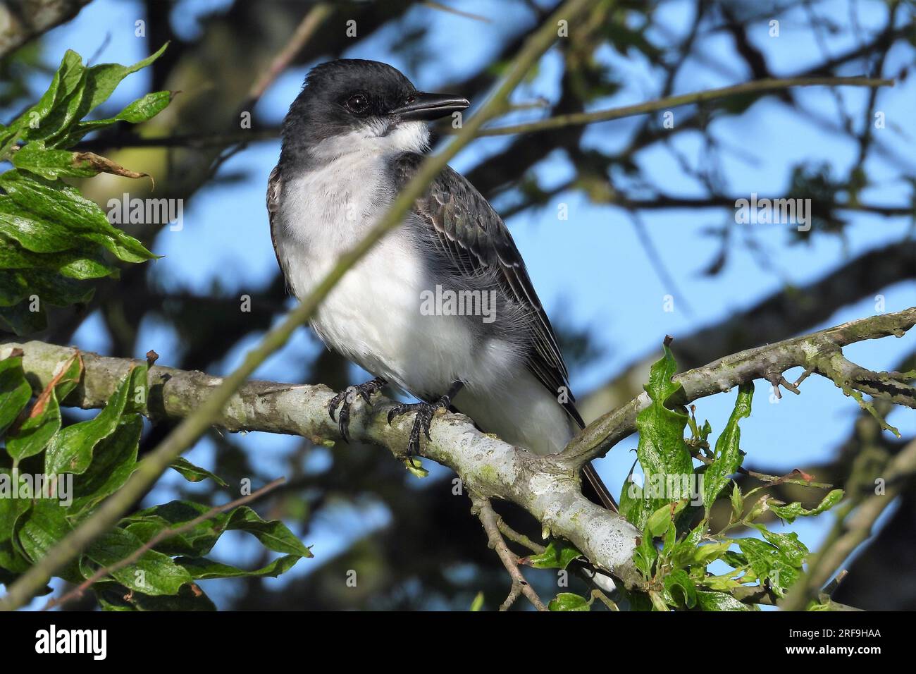 Östlichen Kingbird Stockfoto