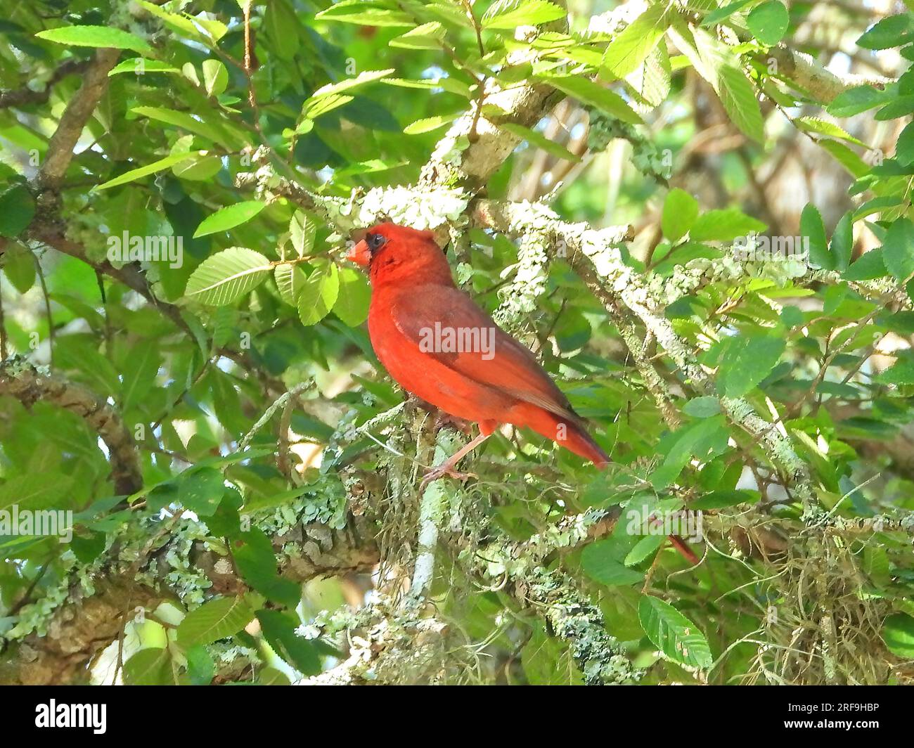 Northern cardinal (männlich) Stockfoto