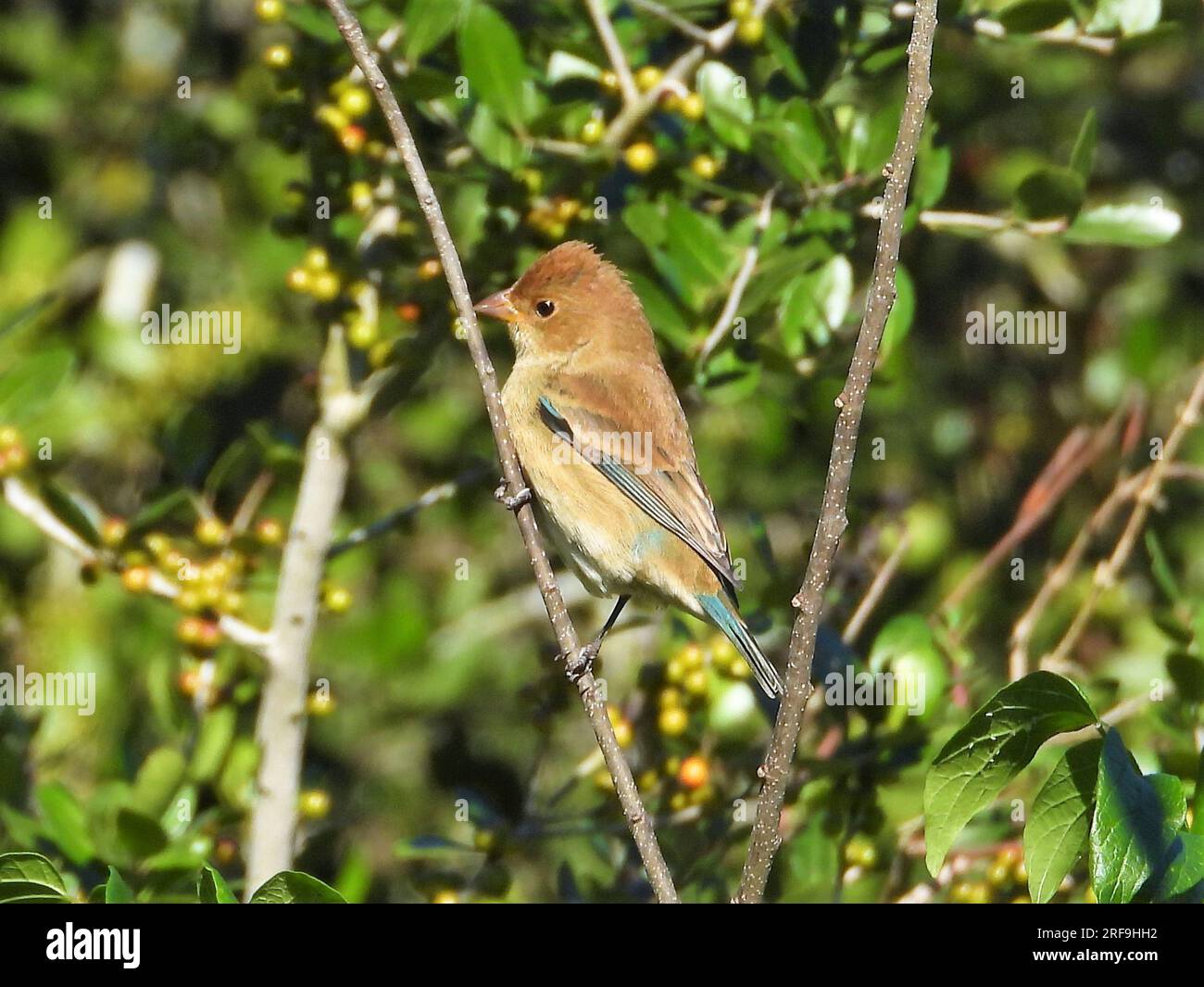 Indigo Bunting Weiblich Stockfoto