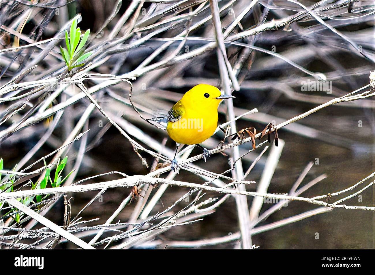Prothonotary Warbler Stockfoto