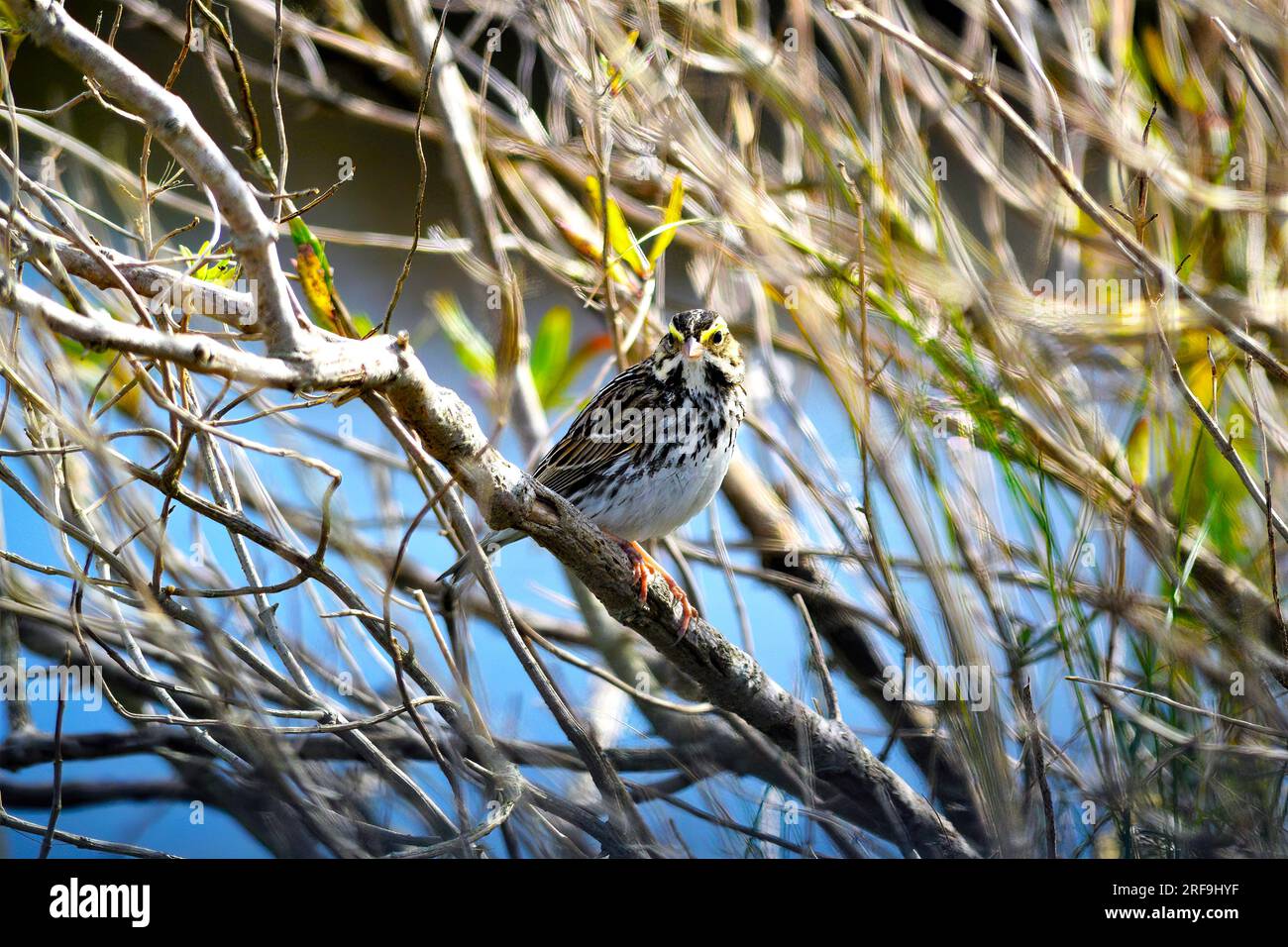 Savannah Sparrow Stockfoto