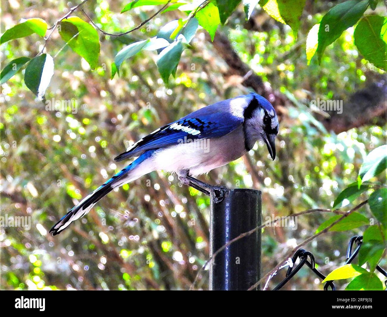 Blue Jay Stockfoto