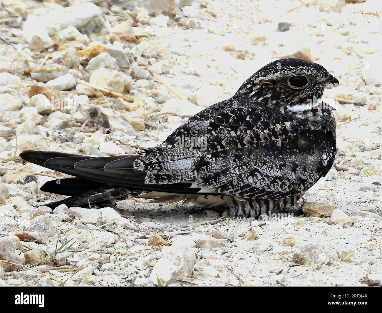 Gemeinsamen Nighthawk Stockfoto