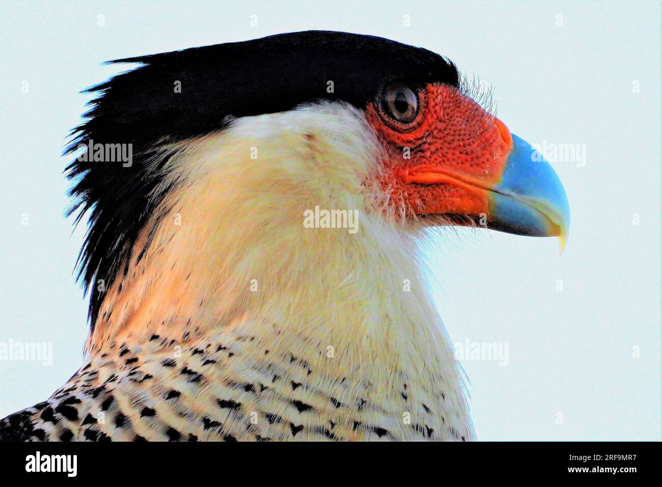 Nördlichen Crested Karakara Stockfoto