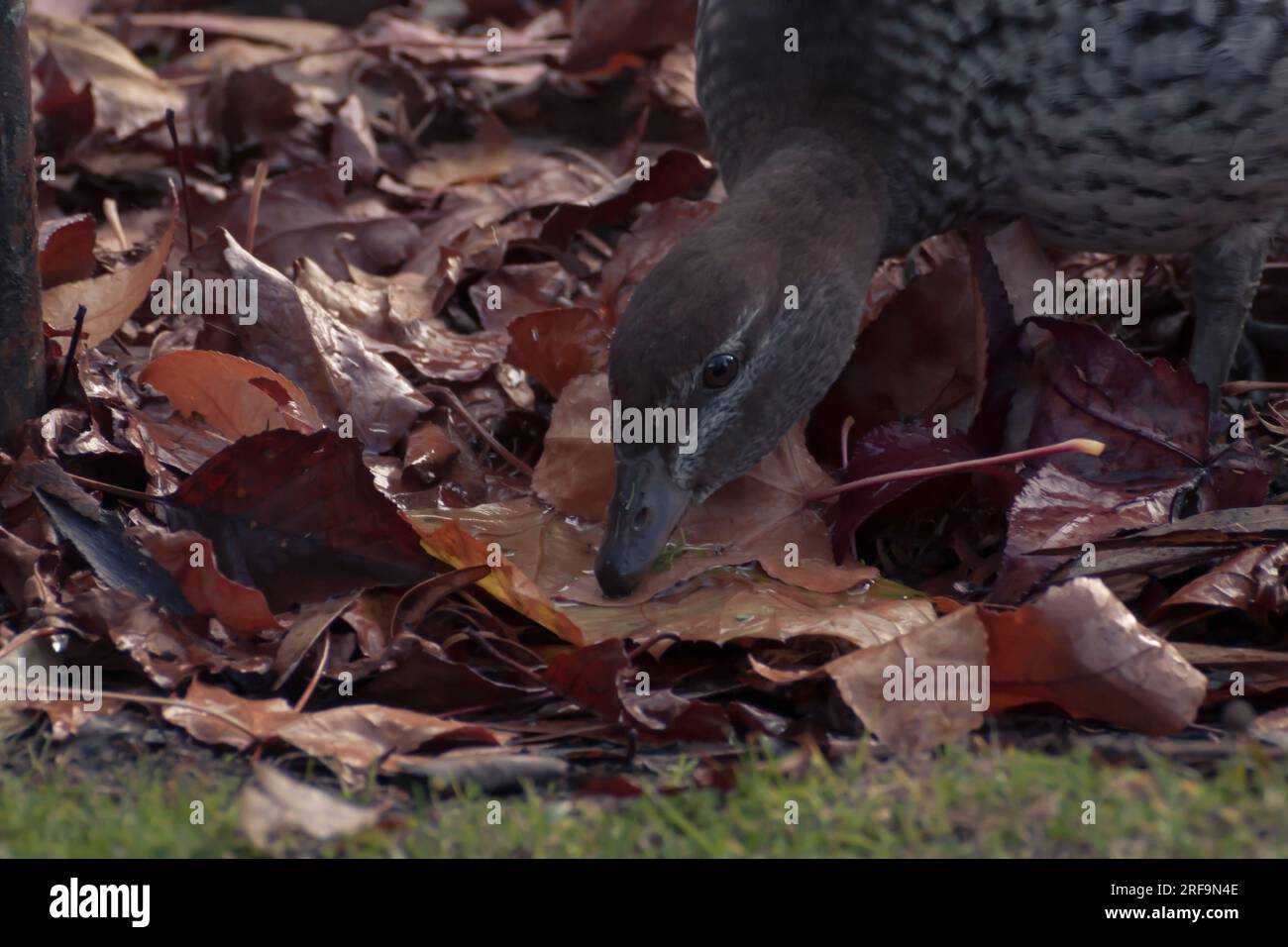Ente ein bisschen durstig Stockfoto