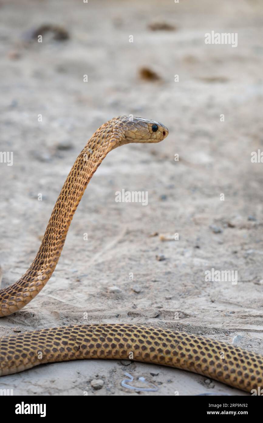 Giftige Schlange gefährlich. Die Seitenfläche der goldenen äquatorialen Spuckkobra (Naja sumatrana) kann Gift in das Auge des Feindes sprühen, wenn er für sich selbst bedroht wird Stockfoto