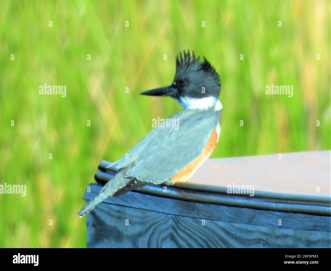 Belted Kingfisher Stockfoto