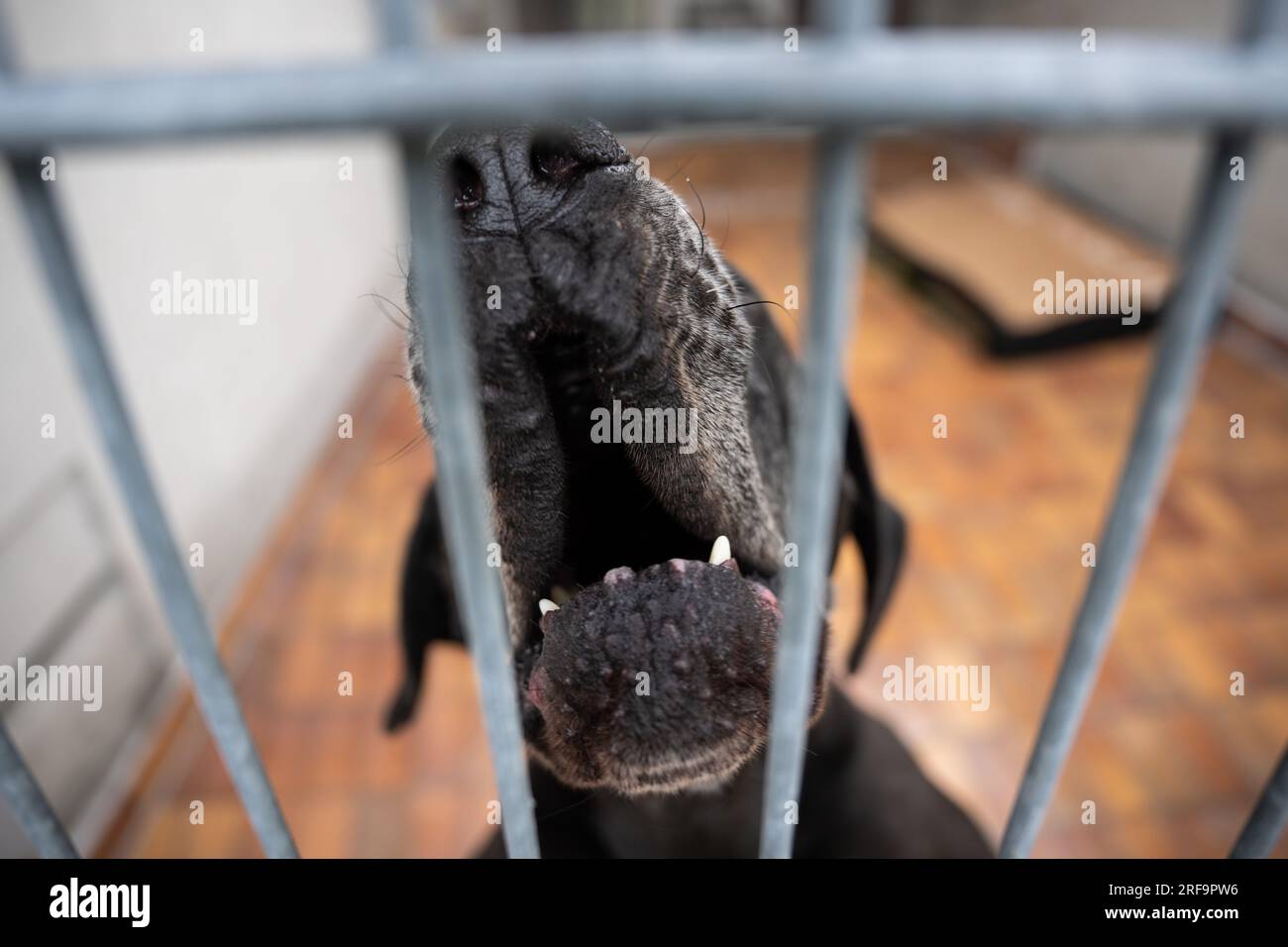 Berlin, Deutschland. 01. Aug. 2023. Der große Dane Giorgio springt auf die Gitter der Hundehütte. Der Hund ist seit 2018 im Berliner Heim. Tiere mit aggressivem Verhalten sind bei neuen Besitzern in der Regel schwieriger zu platzieren. Kredit: Hannes P. Albert/dpa/Alamy Live News Stockfoto