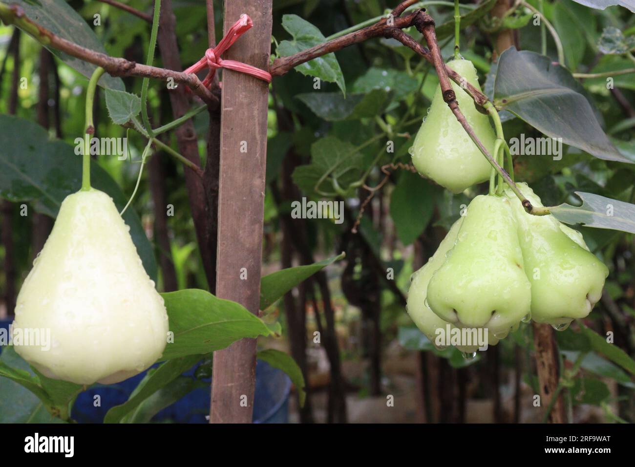 Wässriger Rosenapfel auf dem Baum wird wegen seines Holzes und seiner essbaren Früchte angebaut Stockfoto