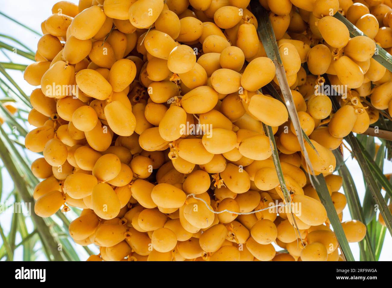 Nahaufnahme von gelben Dattelfrüchten auf einem Baum in Dubai Stockfoto