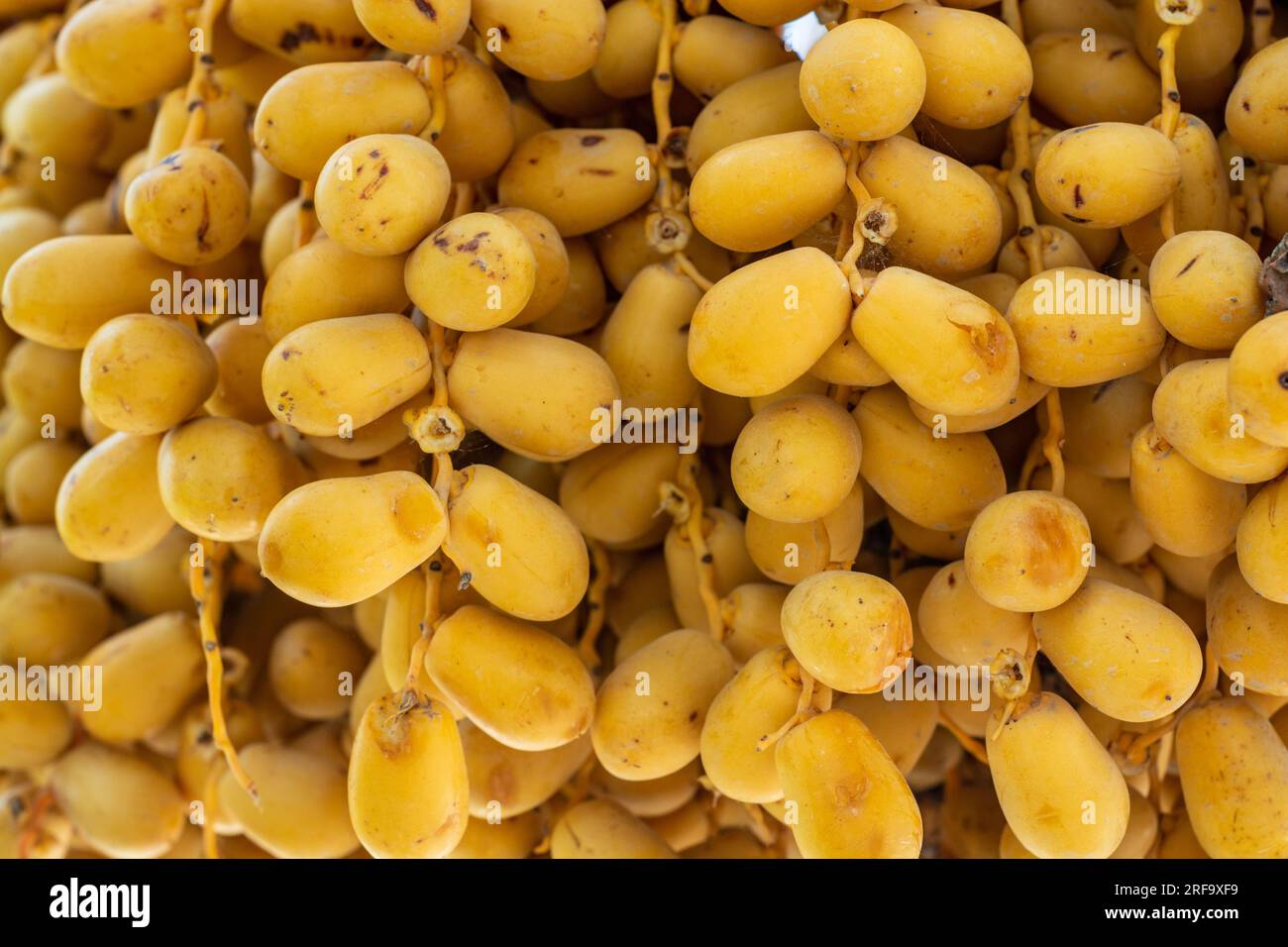 Frische Datteln, Obstbüschel Stockfoto