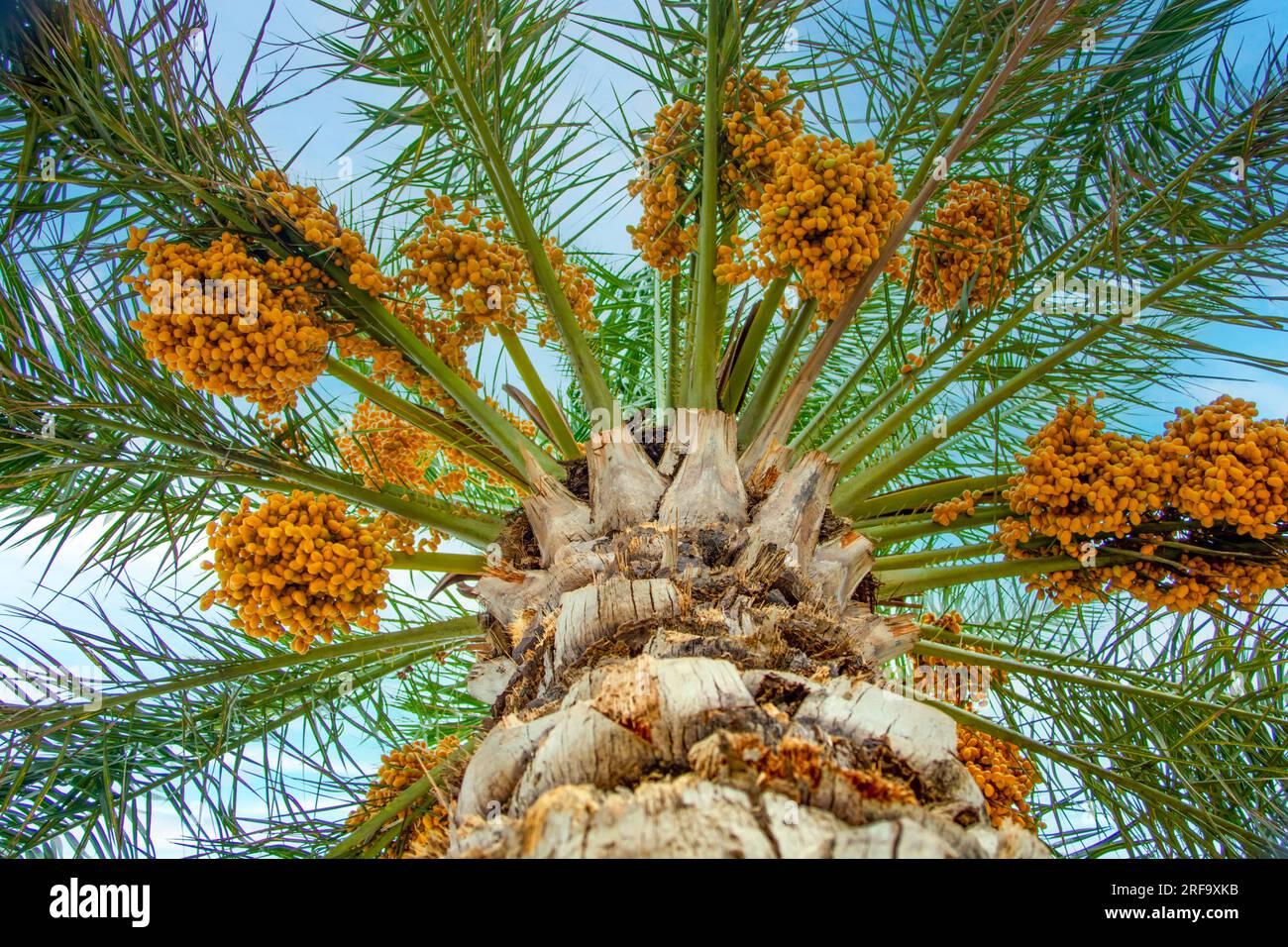 Gelbe Dattelstreifen auf einem Baum Stockfoto