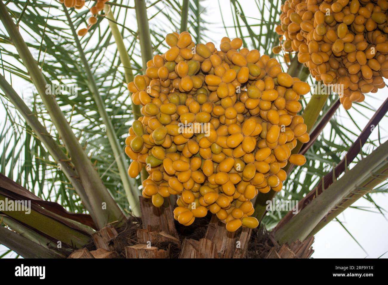 Nahaufnahme der Bündel frischer gelber Datteln auf einem Baum Stockfoto