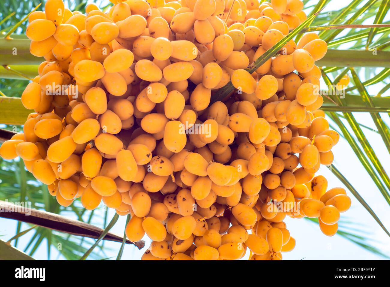 Nahaufnahme eines Haufens gelber Datteln auf einem Baum Stockfoto