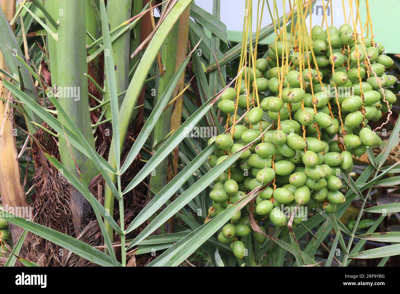 Rohe Dattelpalmen auf Bäumen im Betrieb für die Ernte sind Barfrüchte Stockfoto