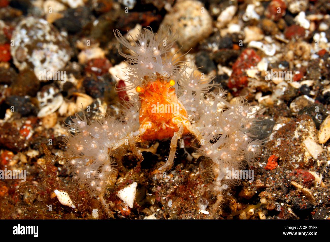 Hydroid decorator crab, Achaeus spinosus, Hyastenus sp. Oder Hyastenus bispinosus.Tulamben, Bali, Indonesien. Bali-Meer, Indischer Ozean Stockfoto