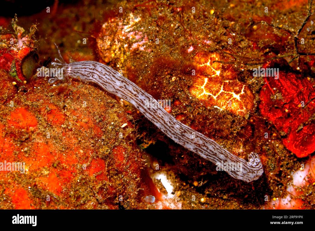 Seegurke, Synaptula sp., wahrscheinlich Lamperts Seegurke, Synaptula lamperti. Tulamben, Bali, Indonesien. Bali-Meer, Indischer Ozean Stockfoto