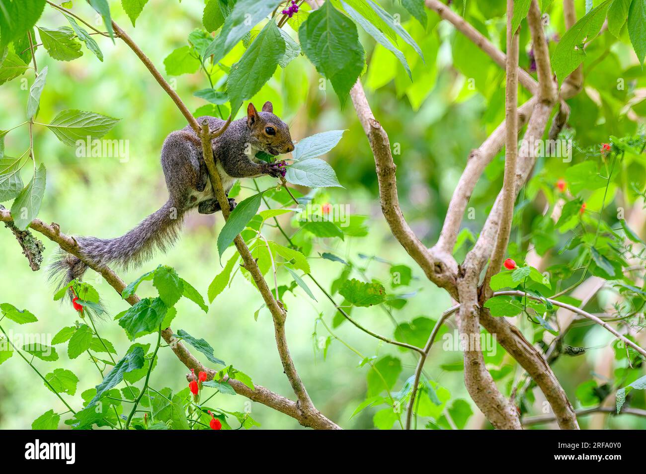 Eichhörnchen, das lila Beeren auf einem Ast isst Stockfoto