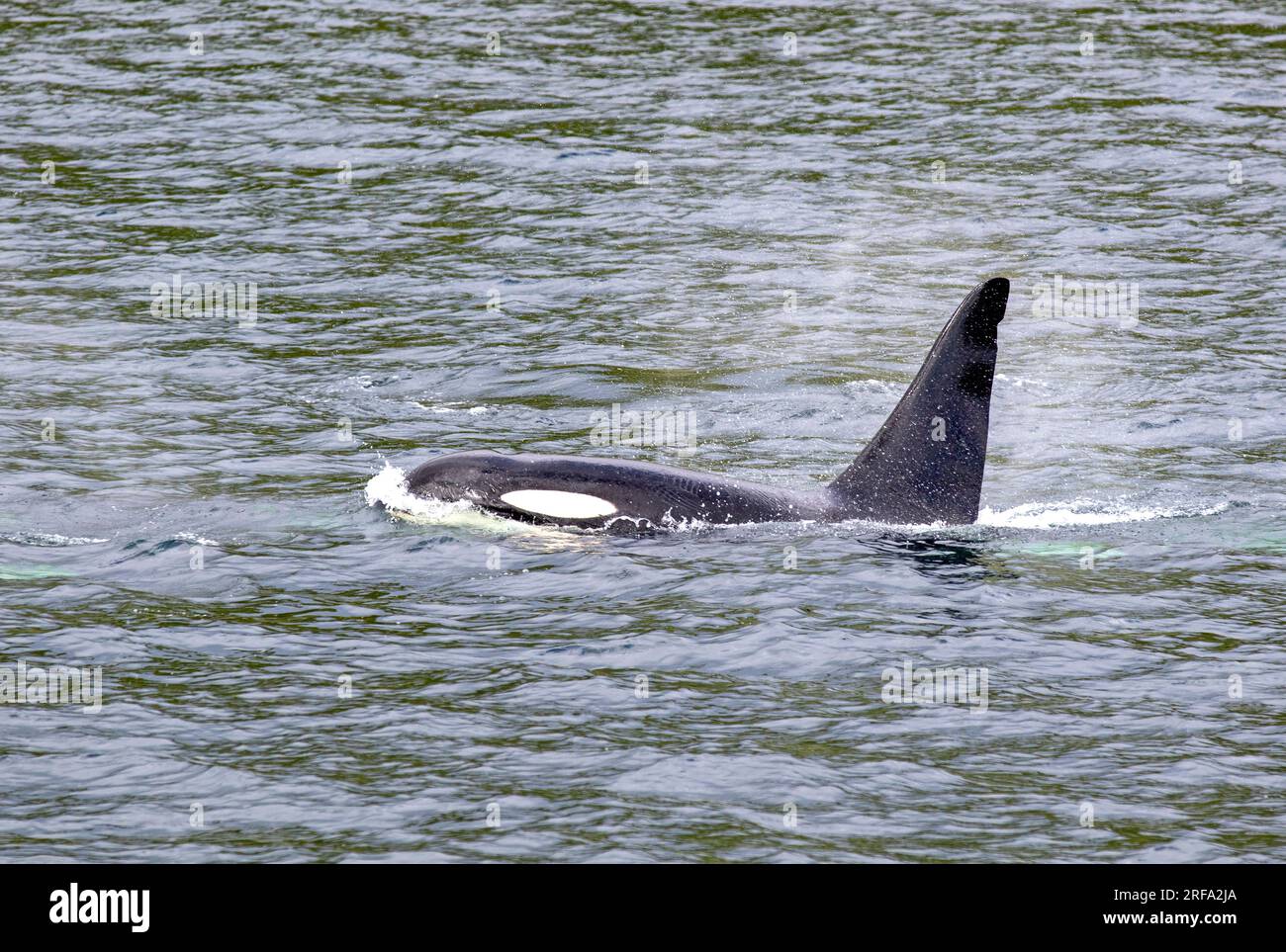 Orca im Behm-Kanal Stockfoto