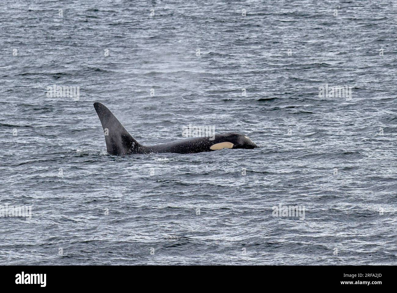 Orca im Behm-Kanal Stockfoto