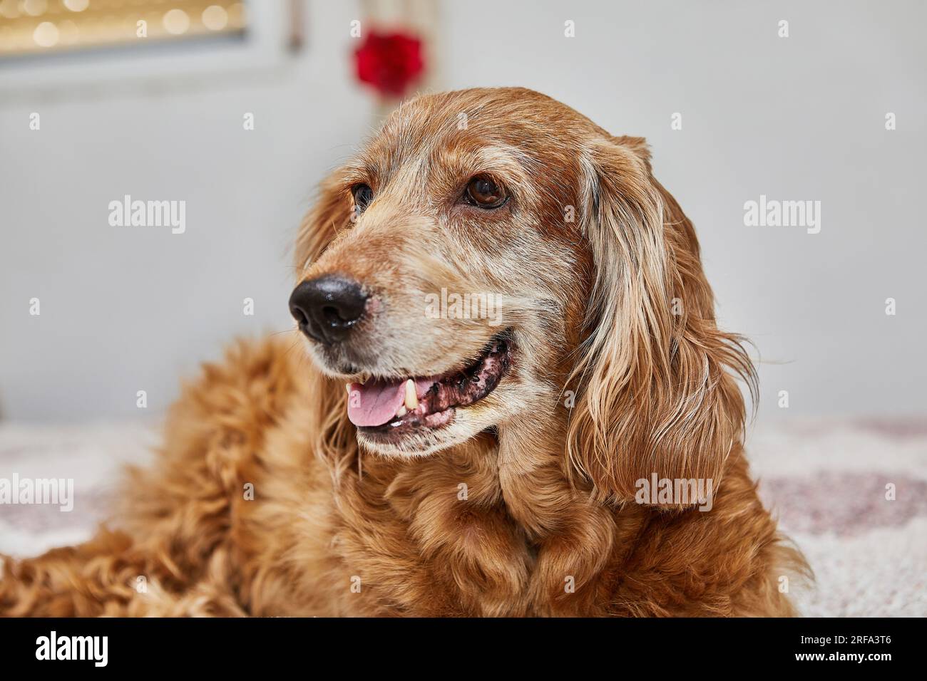 Gemütlicher Hundeausflug, englischer Cocker Spaniel auf dem Bett. Stockfoto