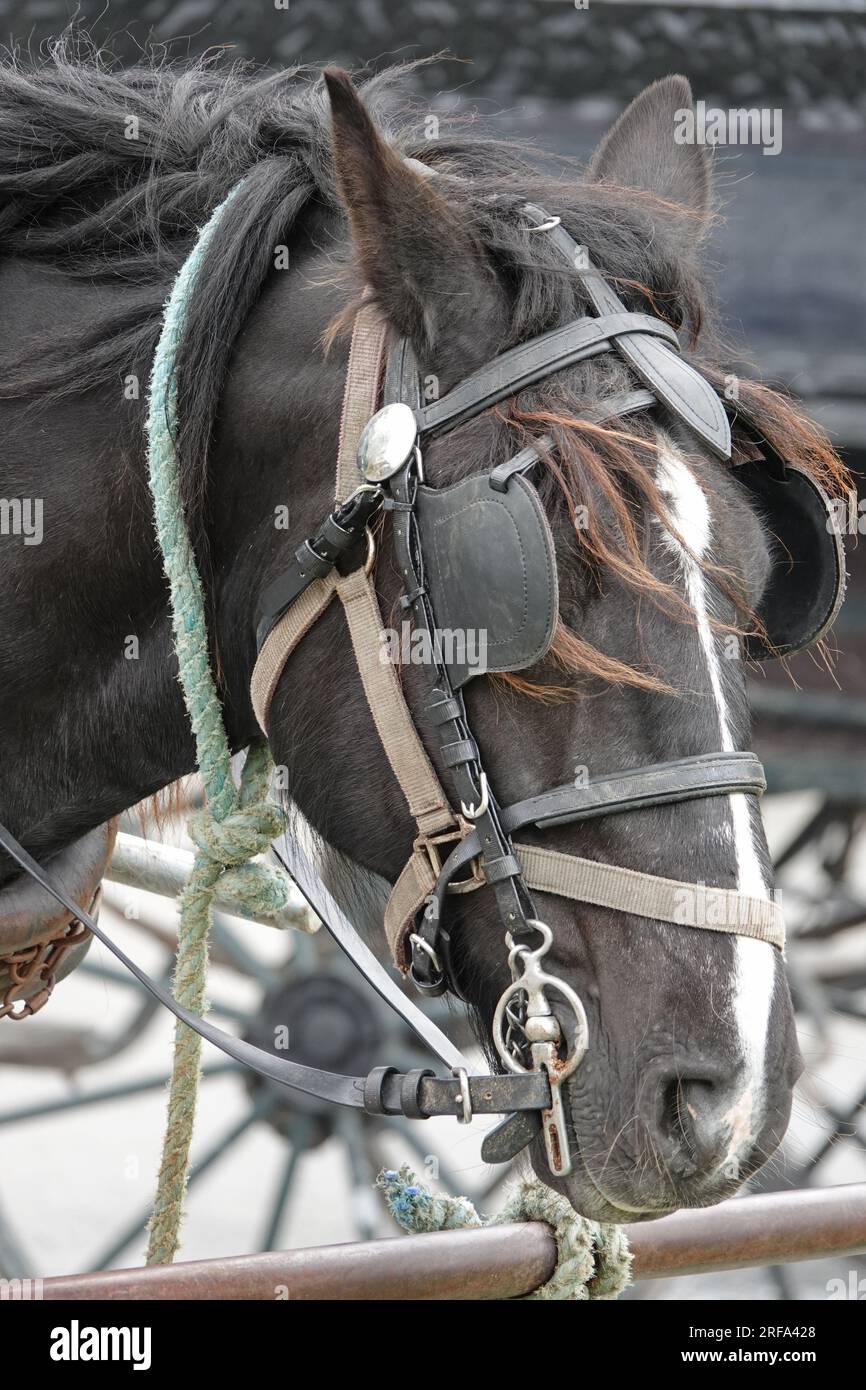 Ein geschirmtes schwarzes Pferd ist in vertikaler Ansicht mit Blindern oder Blinkern über den Augen abgebildet. Stockfoto