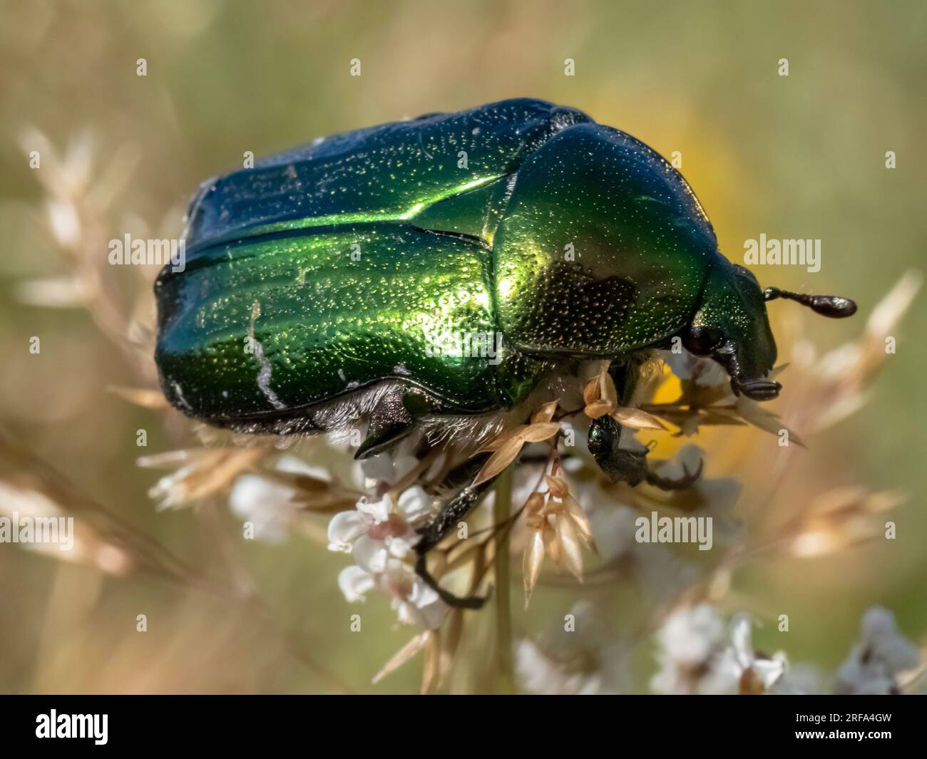 Nahaufnahme mit Cetonia aurata-Käfer in der Natur Stockfoto