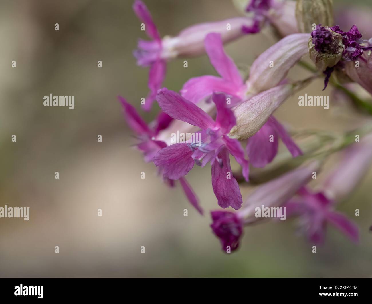 Nahaufnahme mit schönen Blütenständen der Blume Viscaria vulgaris mit rosa Blütenblättern auf natürlichem Hintergrund. Stockfoto