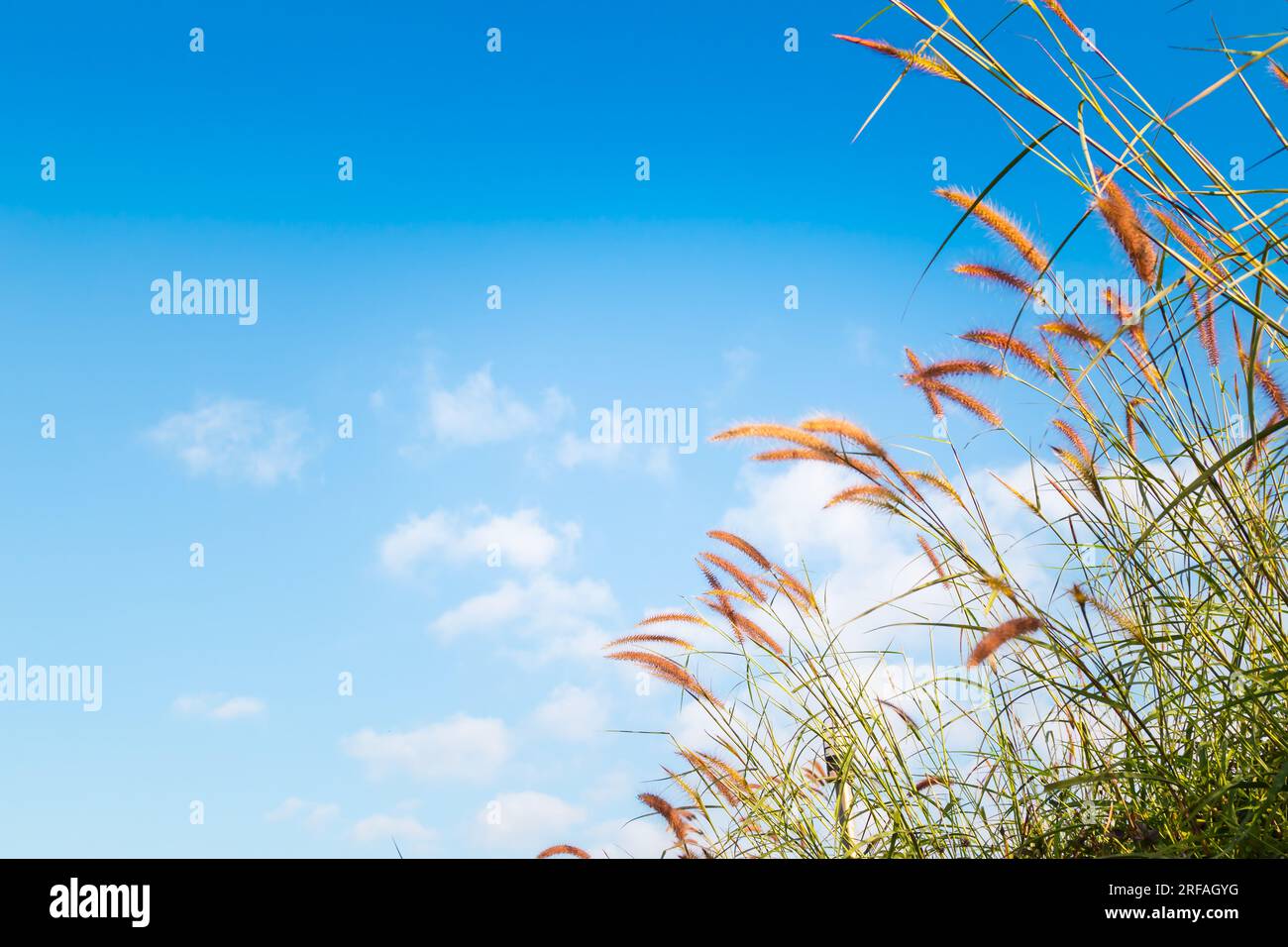 Aufnahme von wildem Gras mit blauem Himmelshintergrund aus niedrigem Winkel. Stockfoto