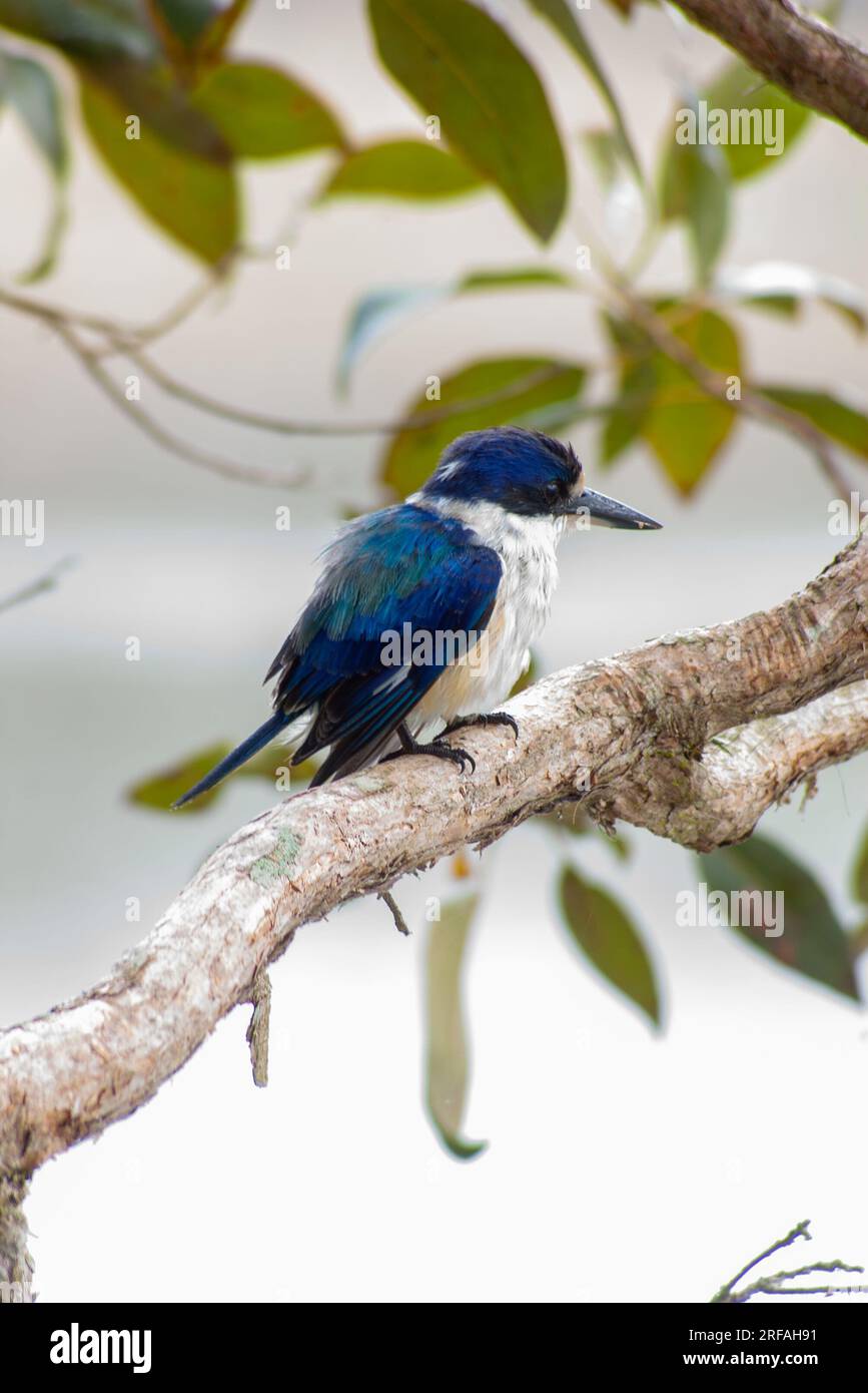 Forest Kingfisher, Todiramphus macleayii, Macleay's oder der blaue eisvogel, hoch im Baum, Hasties Swamp, Athereton Tablelands, Australien. Stockfoto