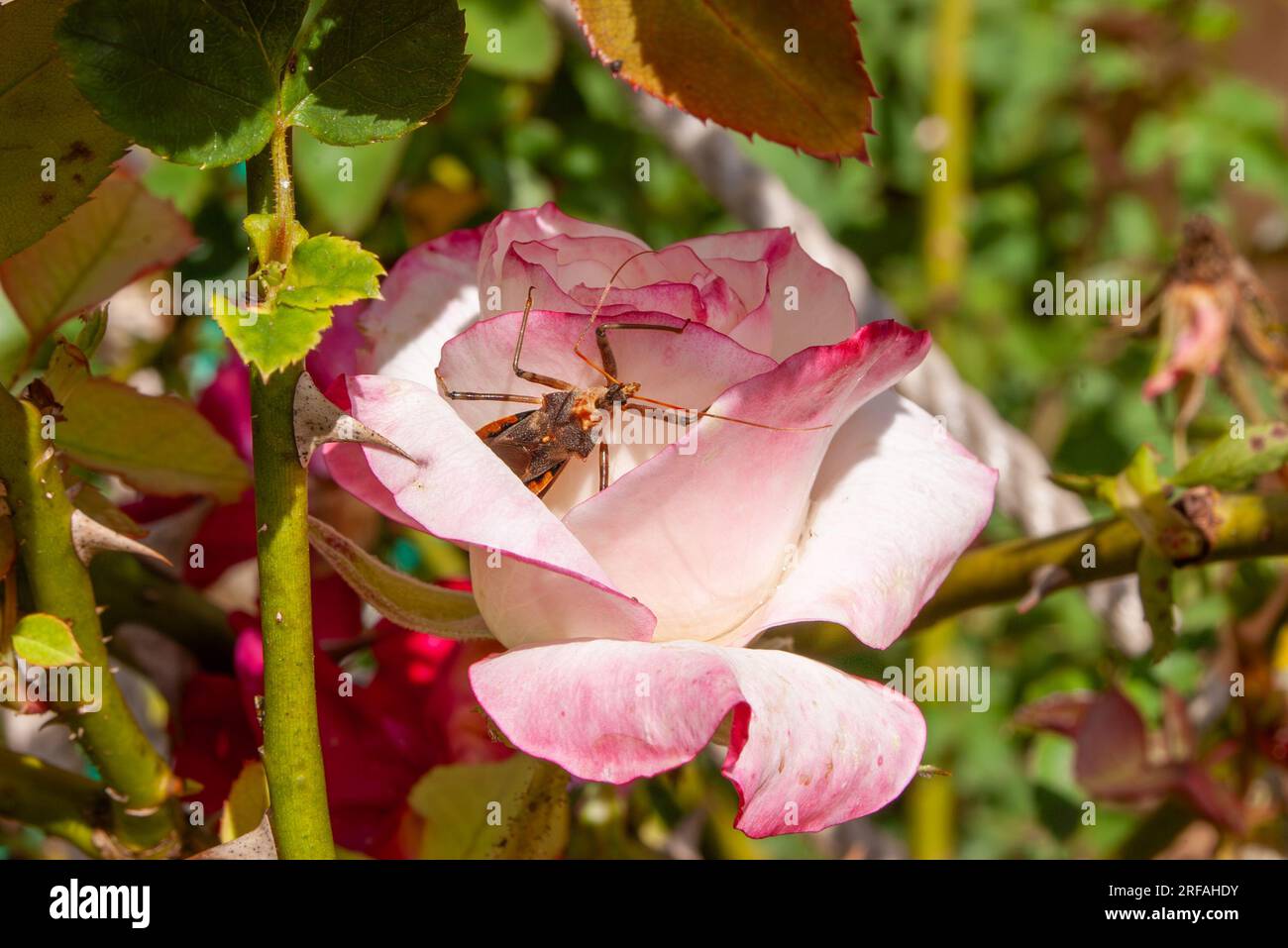 Assassine Bug, Reduviidae Familie, wild, versteckt in Rosenblume, Malanda, Australien. Stockfoto