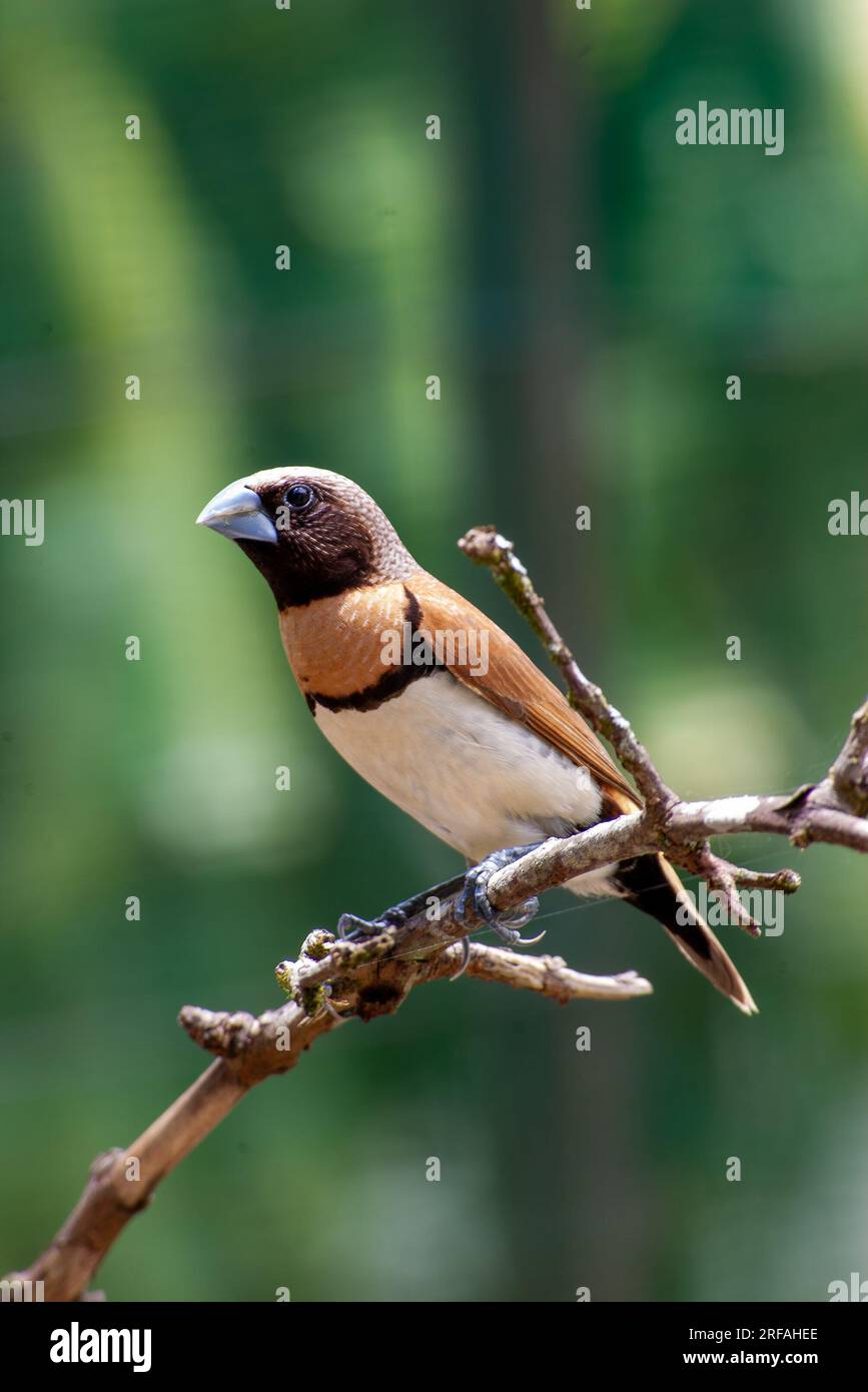 Kastanienbrüste Mannikin, Kastanienbrüste Munia, Bully Bird, Lonchura castaneothorax, Wild, Malanda, Australien. Stockfoto