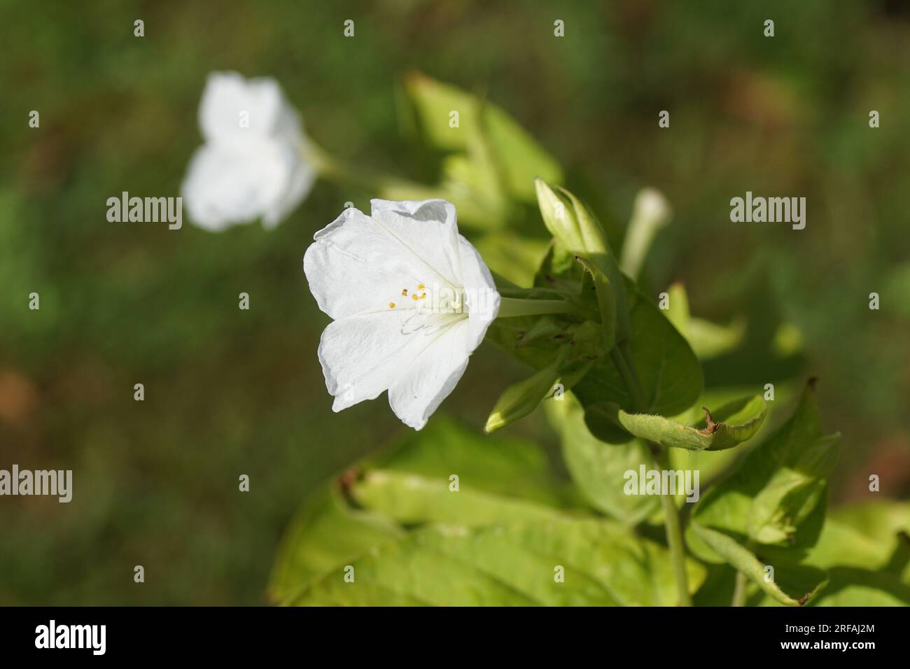 Offene weiße Blumen des Wunders von Peru, vier-Uhr-Blüten (Mirabilis jalapa), Familie Nyctaginaceae in einem holländischen Garten. Sommer, Juli Stockfoto