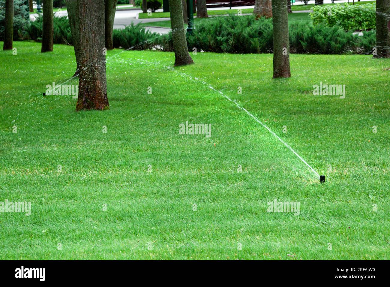 Rasensprenger in Aktion. Gartenbrunnen Bewässerung Gras. Automatische Sprinkler Stockfoto